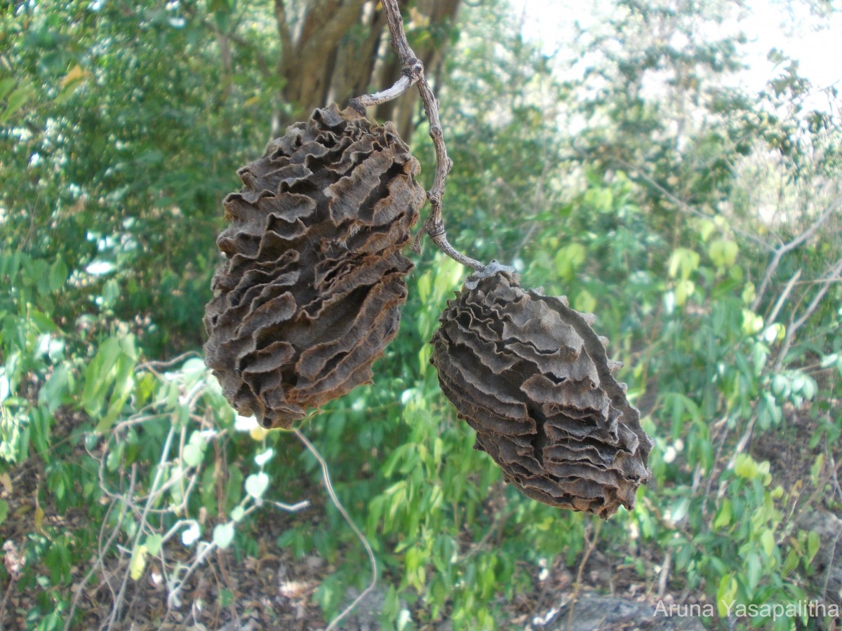 Mucuna atropurpurea (Roxb.) DC. ex Wight